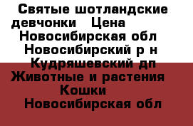 Святые шотландские девчонки › Цена ­ 6 000 - Новосибирская обл., Новосибирский р-н, Кудряшевский дп Животные и растения » Кошки   . Новосибирская обл.